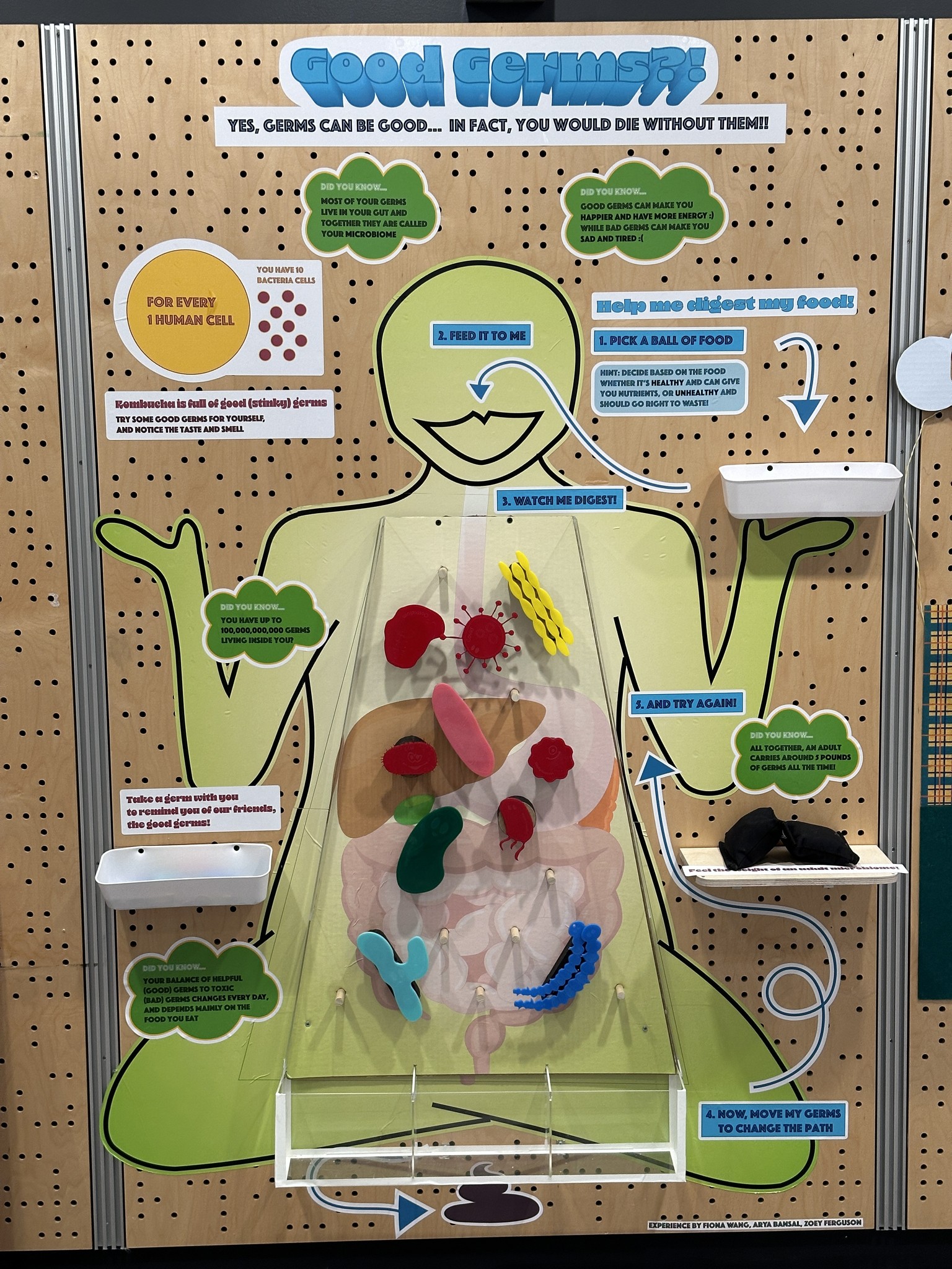 The complete Good Germs digestive system installation
